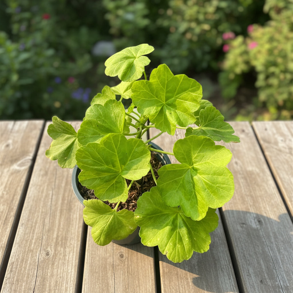 Pelargonium 'Occold Shield' (muškáty s barevnými listy)