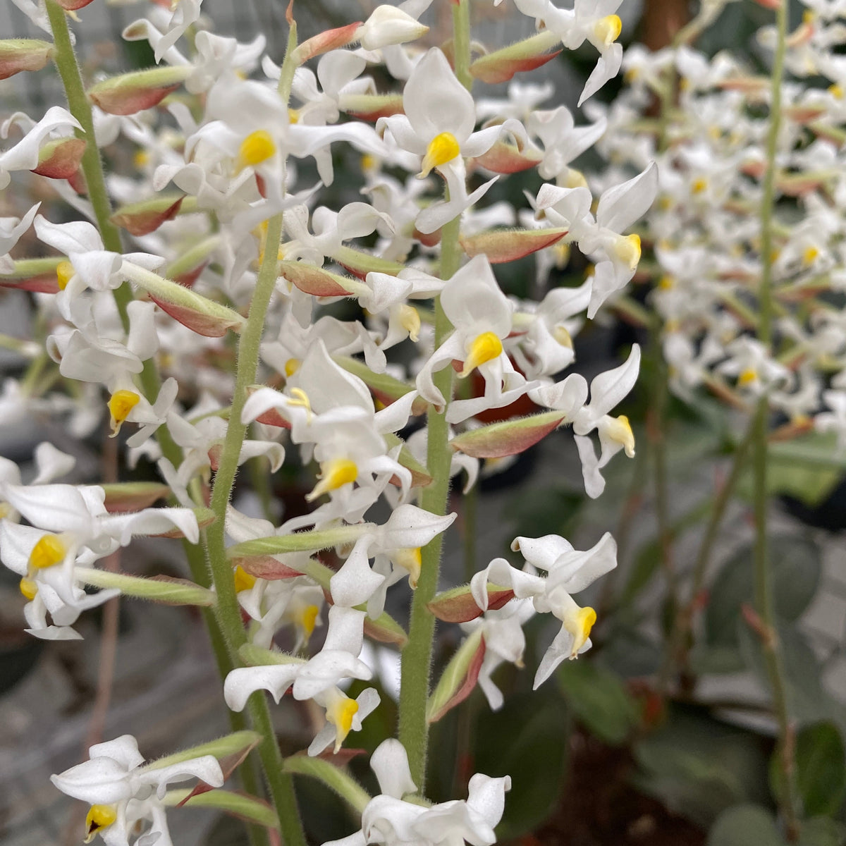 Ludisia discolor (orhideea bijuterie)