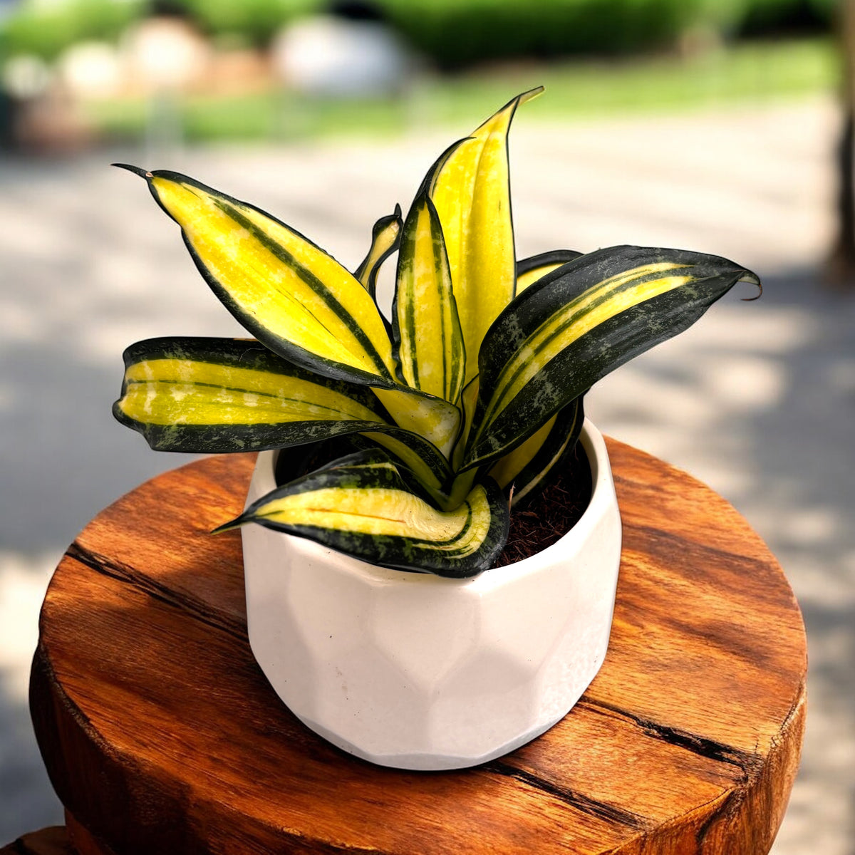 Sansevieria Hahnii ‘Curly Galaxy’ - planta sarpe cu frunze rasucite