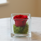 Red cryogenated rose and moss in glass cube