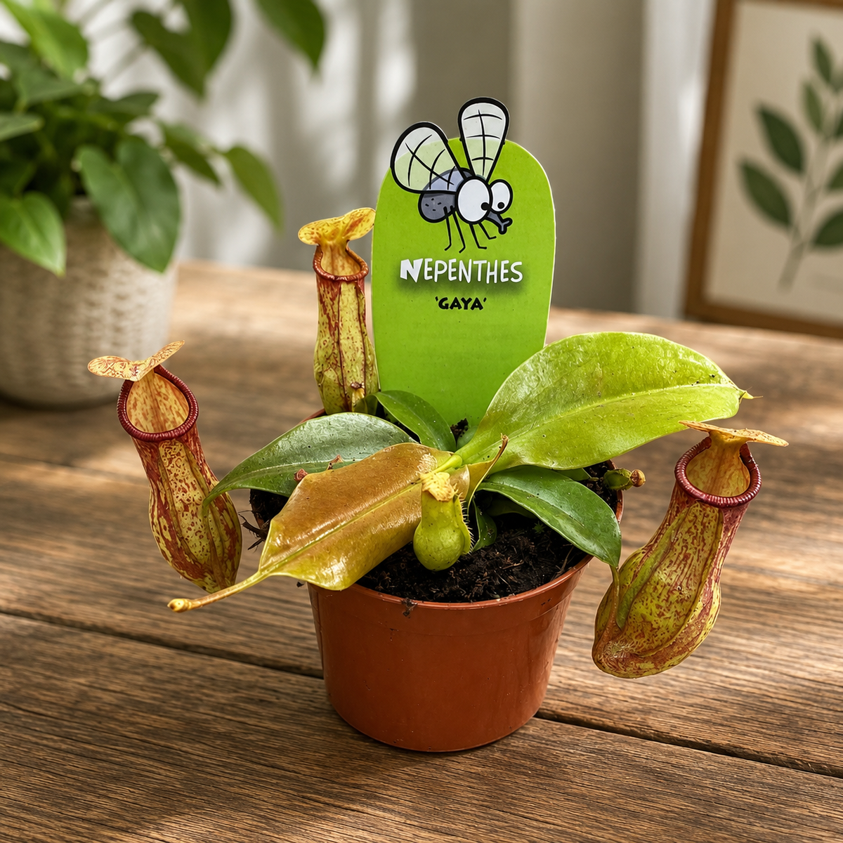 Nepenthes 'Gaya' - O planta carnivora spectaculoasa!
