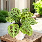 Maranta leuconeura ‘Fantasy’ – Prayer Plant with striking veins