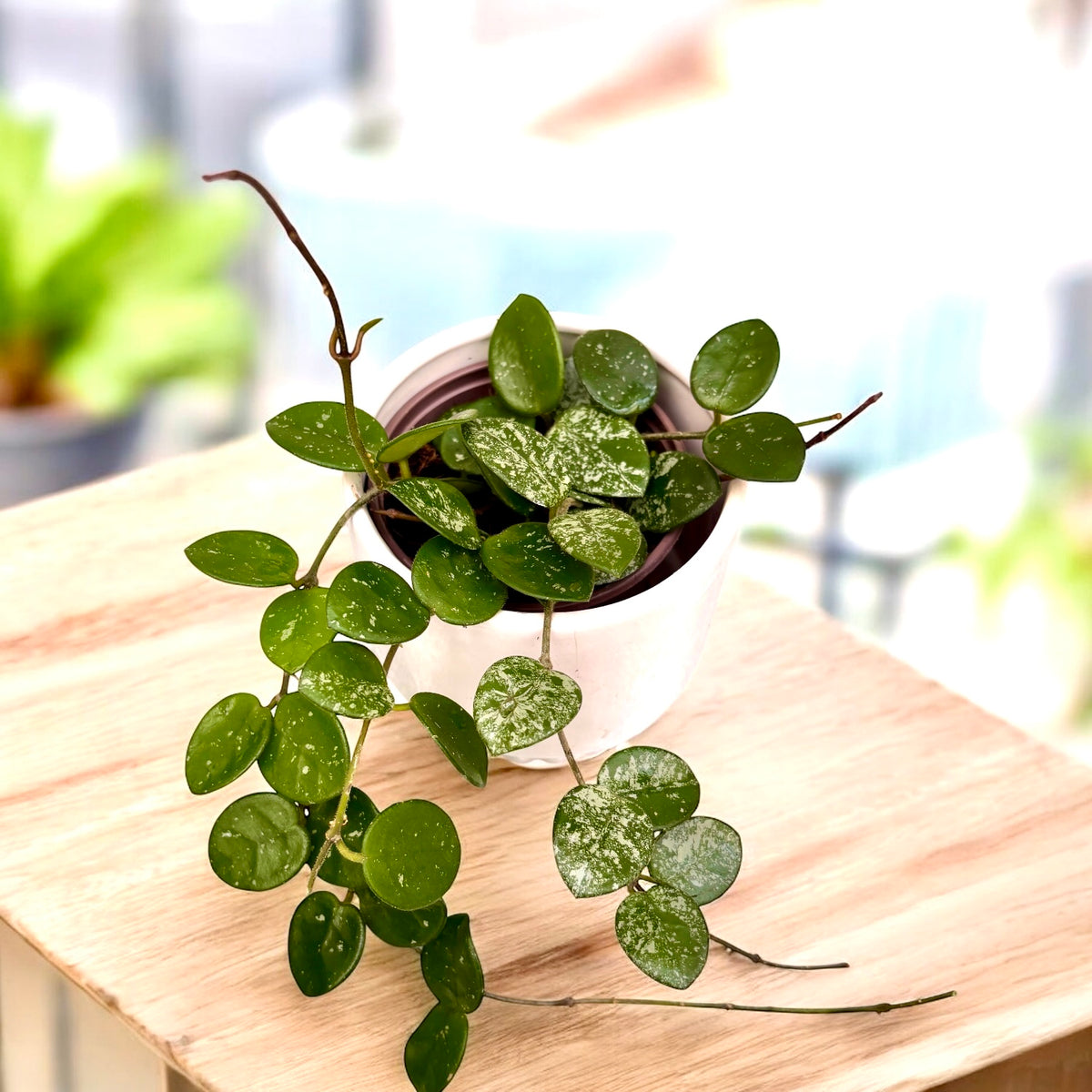Hoya Mathilde 'Splash' D9 - fragrant