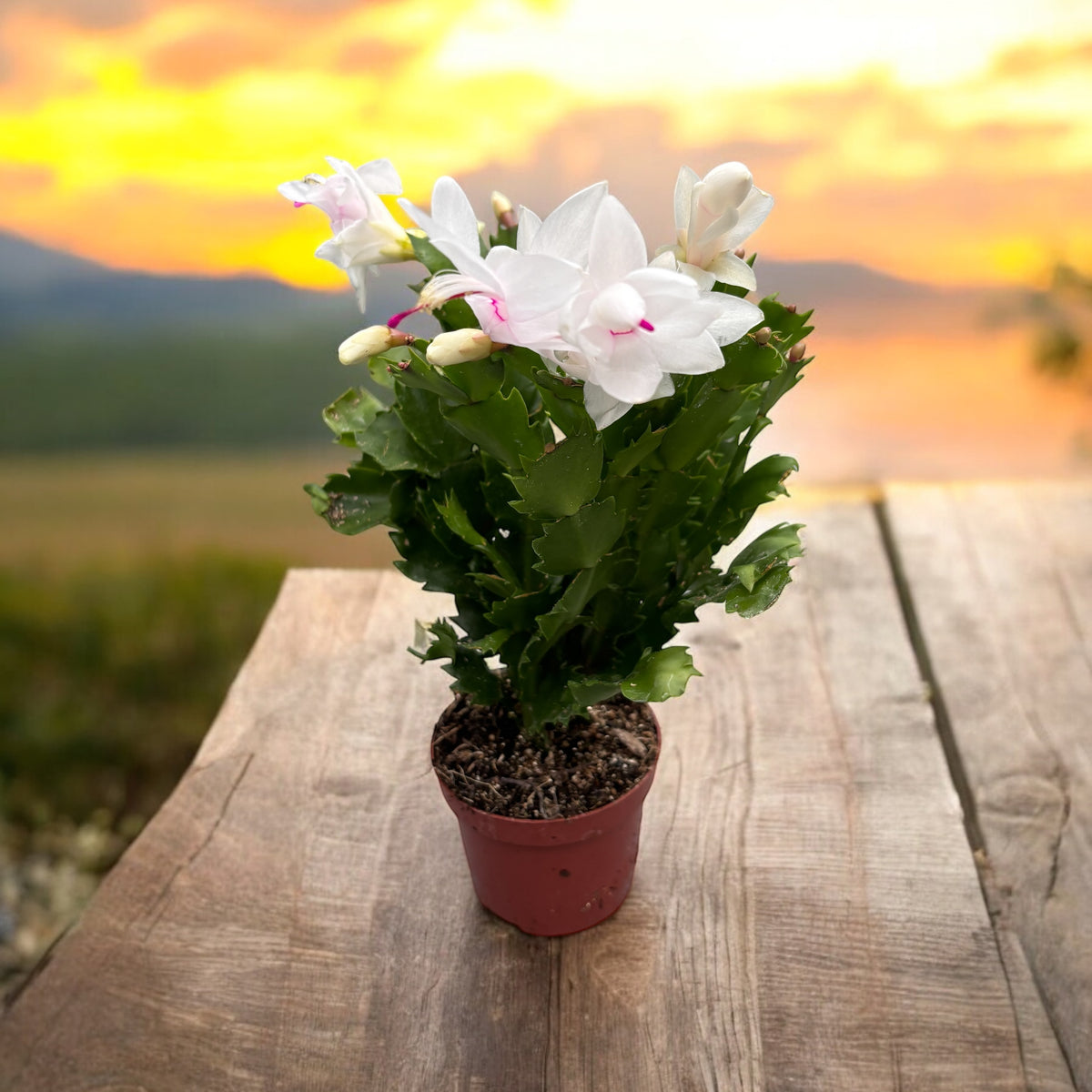 Schlumbergera 'White Brazil' (white Christmas cactus) 2pp