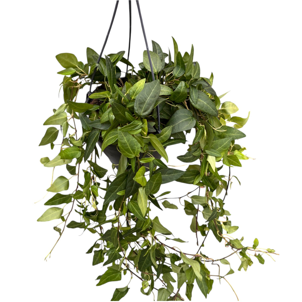 Hedera helix ‘Lingusta’ – decorative ivy with compact and versatile foliage