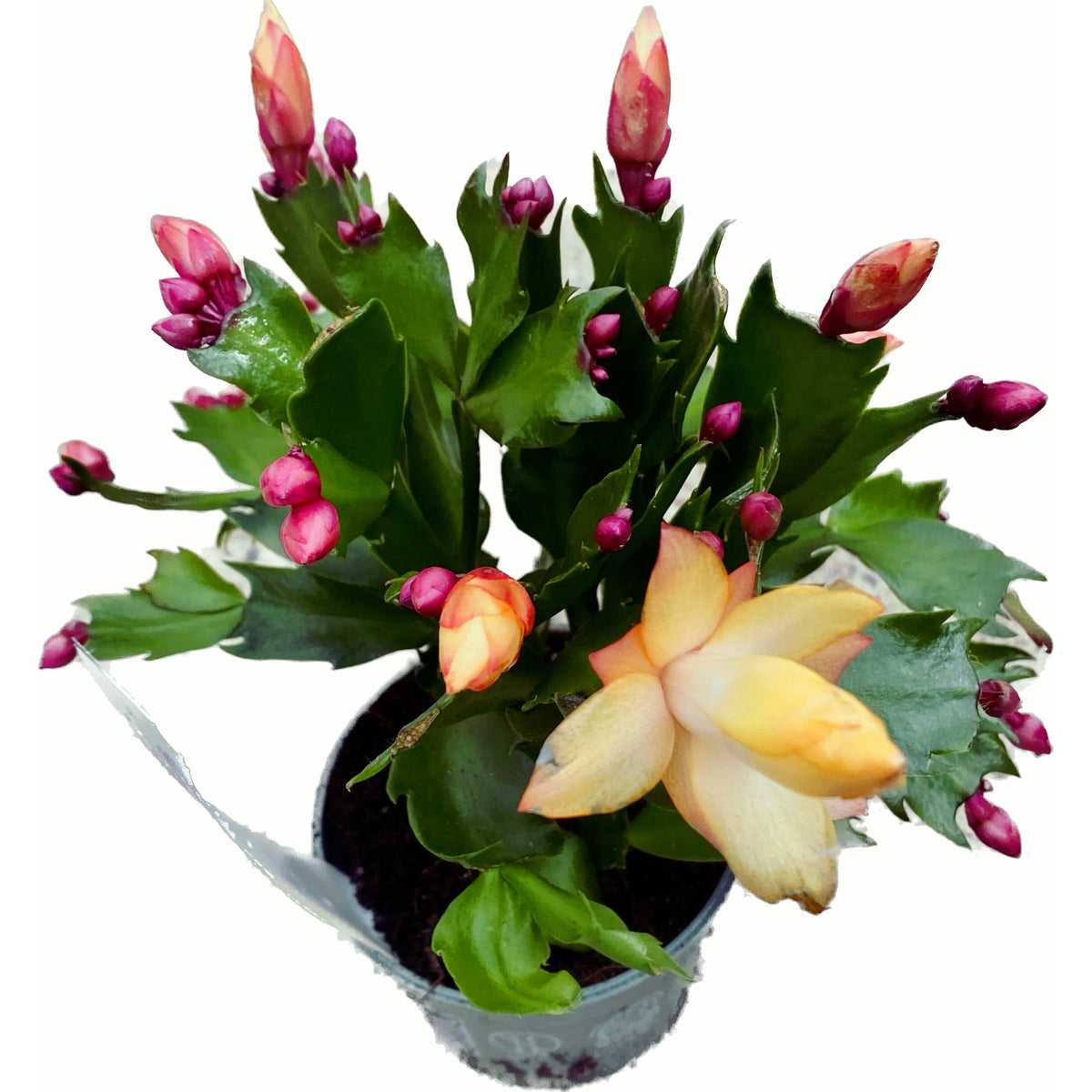 Schlumbergera 'Danica Yellow’ (Yellow poinsettia) 2pp