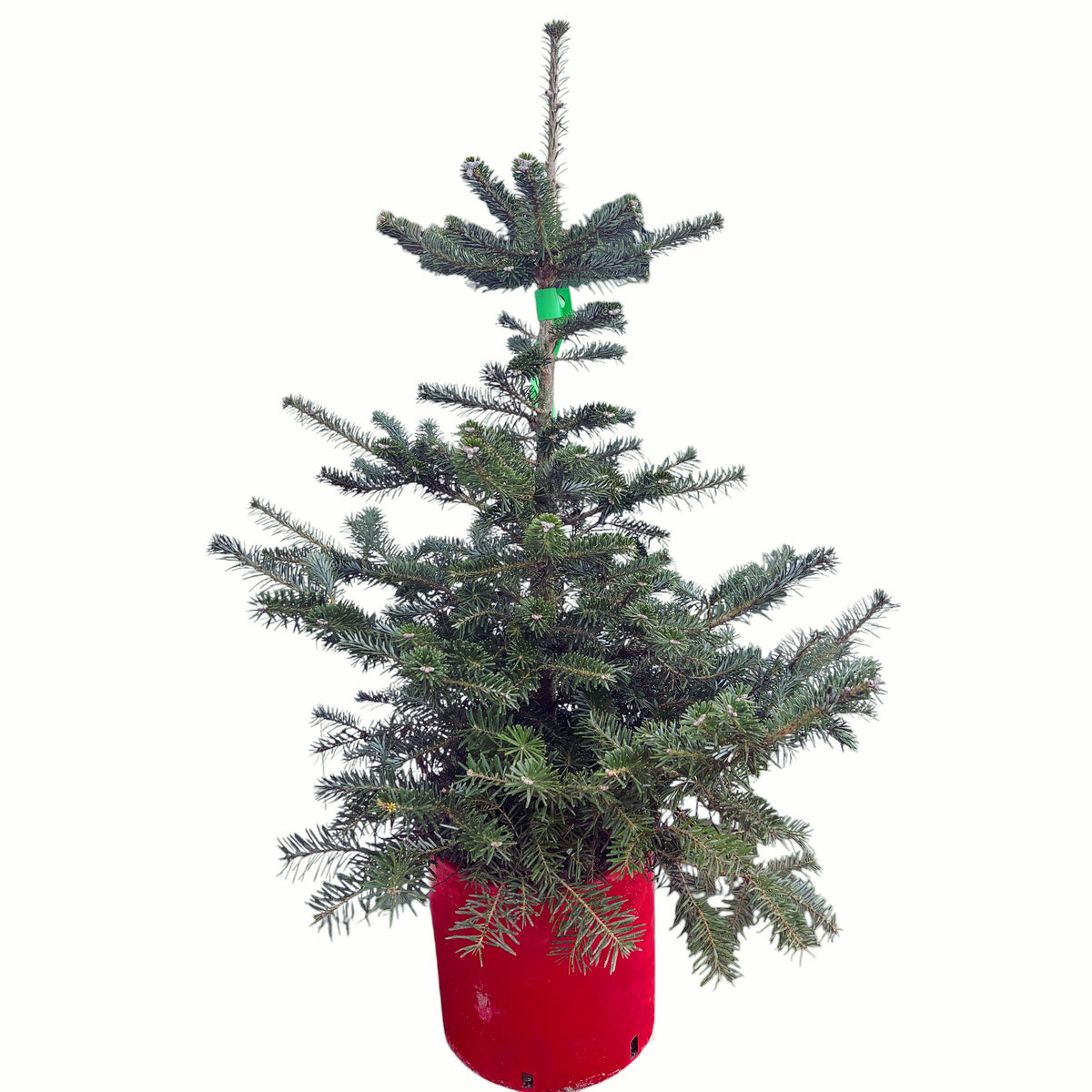 Semi-silver Noble Fir - Abies koreana