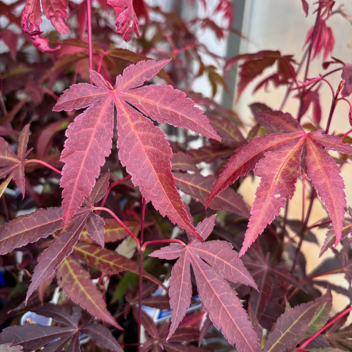 Acer palmatum 'Atropurpureum' (Artar japonez rosu)
