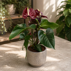 Anthurium (Andreanum Grp) 'Tranquillo' - Floarea Flamingo cu flori bordo inchis