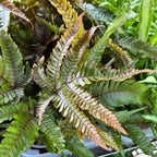 Pteris quadriaurita 'Tricolor' (Painted Brake Fern) - exotic fern with tricolor foliage, ideal for indoors