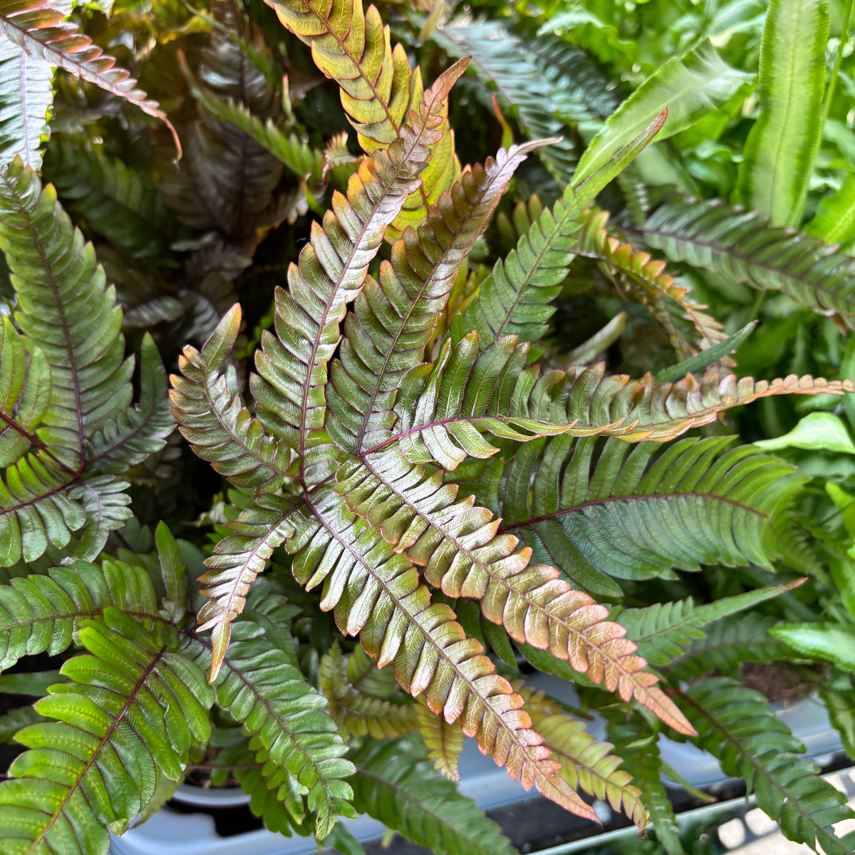 Pteris quadriaurita 'Tricolor' (Painted Brake Fern) - exotic fern with tricolor foliage, ideal for indoors