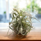 Tillandsia gardineri – air plant with a silver, elegant, and minimalist look