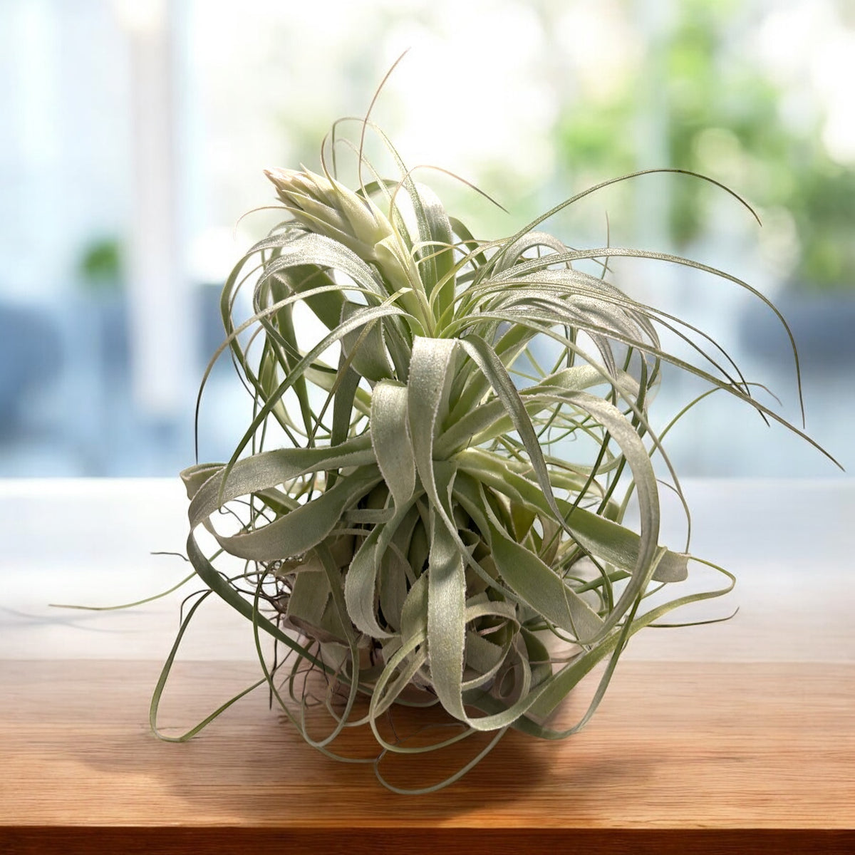 Tillandsia gardineri – air plant with a silver, elegant, and minimalist look