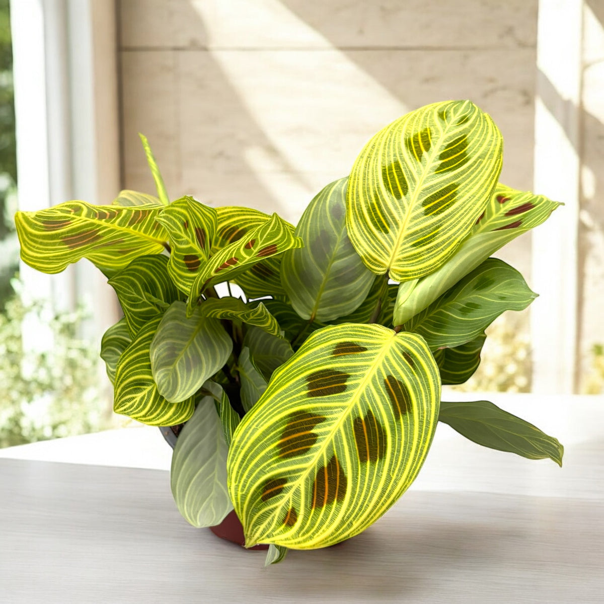 Maranta leuconeura ‘Fantasy’ – Prayer Plant cu venatie spectaculoasa