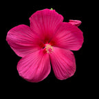 Hibiscus moscheutos 'Extreme Magenta' - Hibiscus peren cu flori uriase magenta