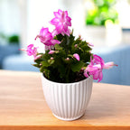 Schlumbergera truncata ‘Flame Pink’ - Christmas cactus
