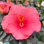 Hibiscus rosa-sinensis ‘Kandy’ - Trandafiri japonezi cu flori roz