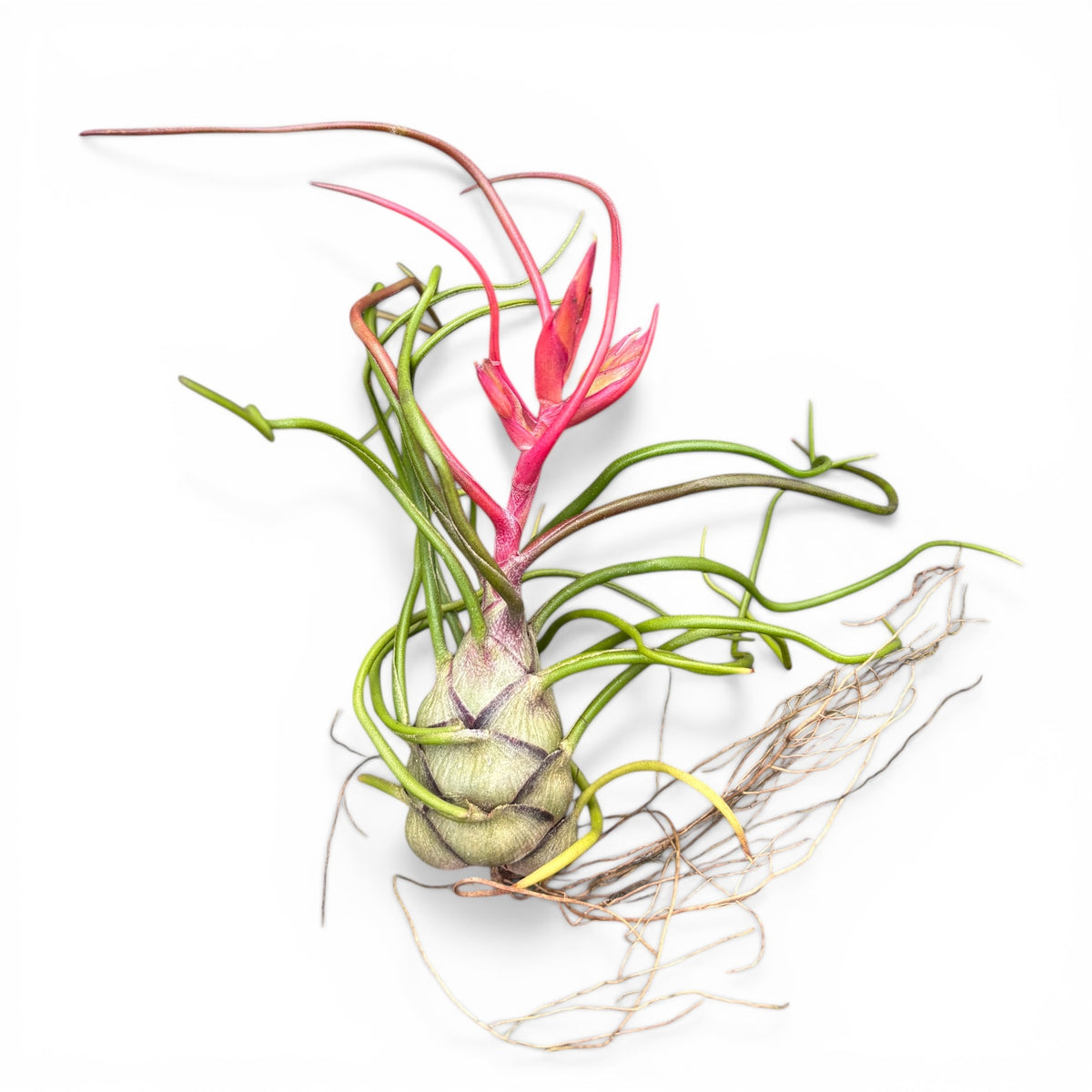 Tillandsia Bulbosa Air Plant