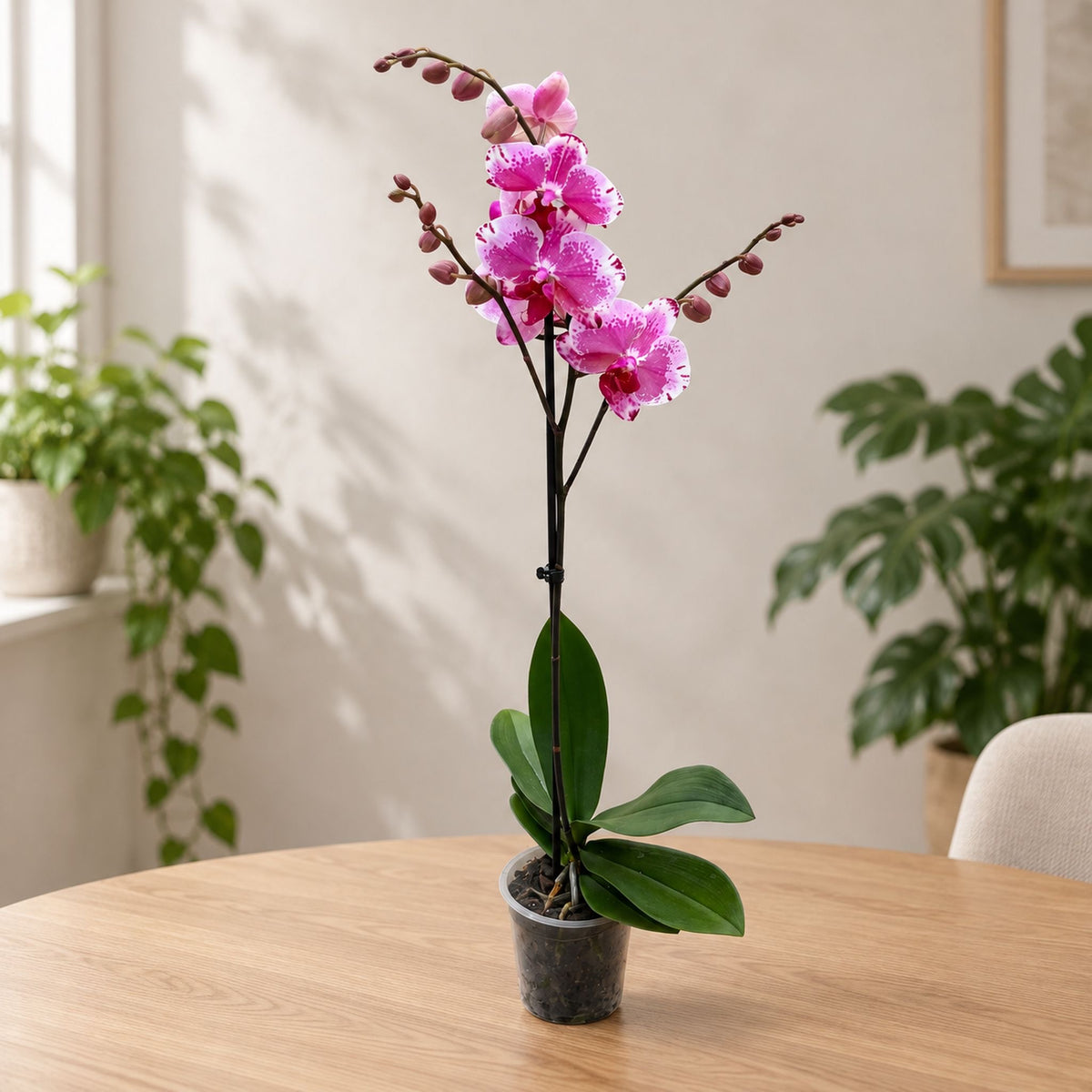 Phalaenopsis Veronika
