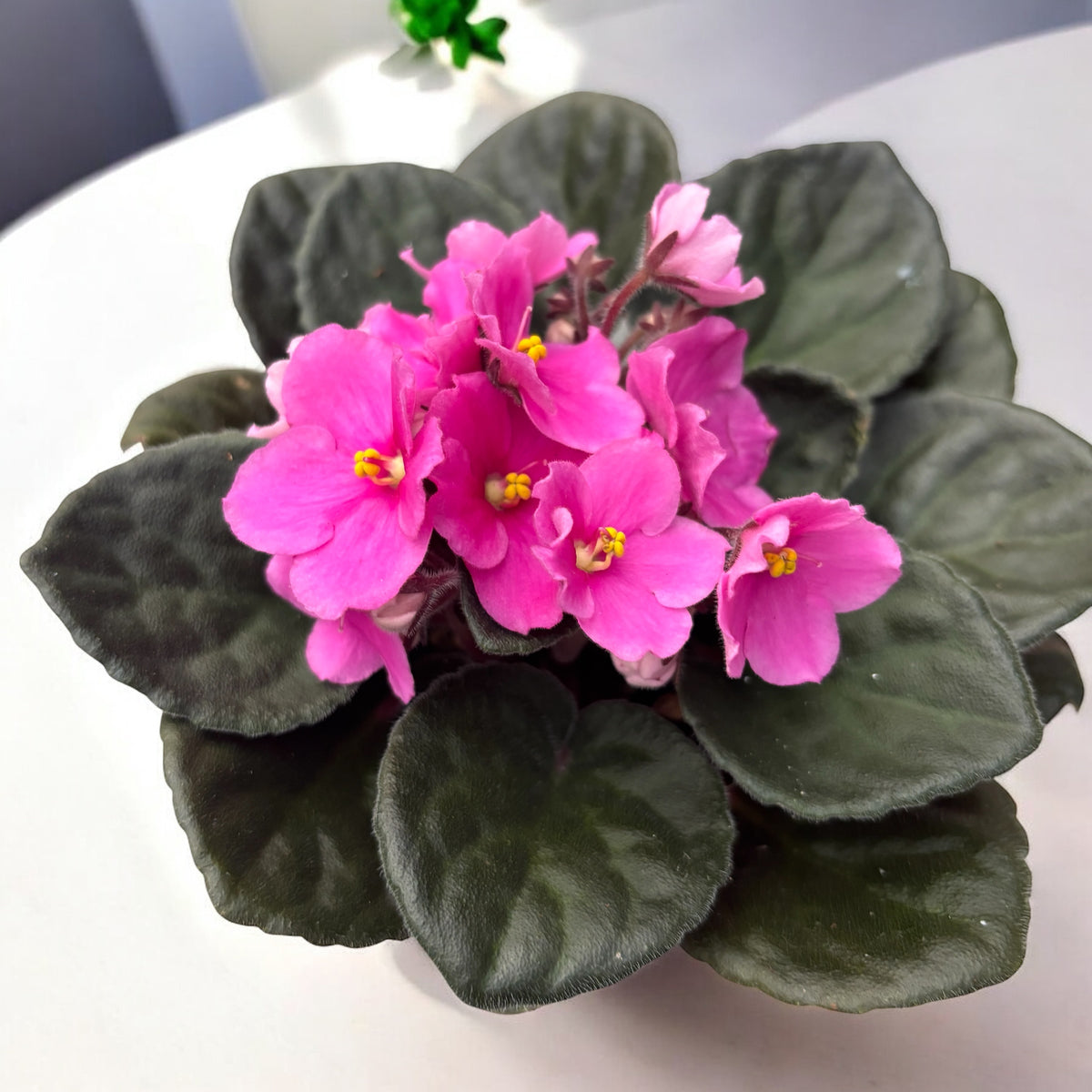 Saintpaulia Inova Spectra Amy - rosa violett