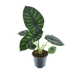 Alocasia baginda ‘Dragon Scale’ – mythical beauty with dragon scale-like leaves