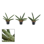 Sansevieria cylindrica 'Skyline' D7