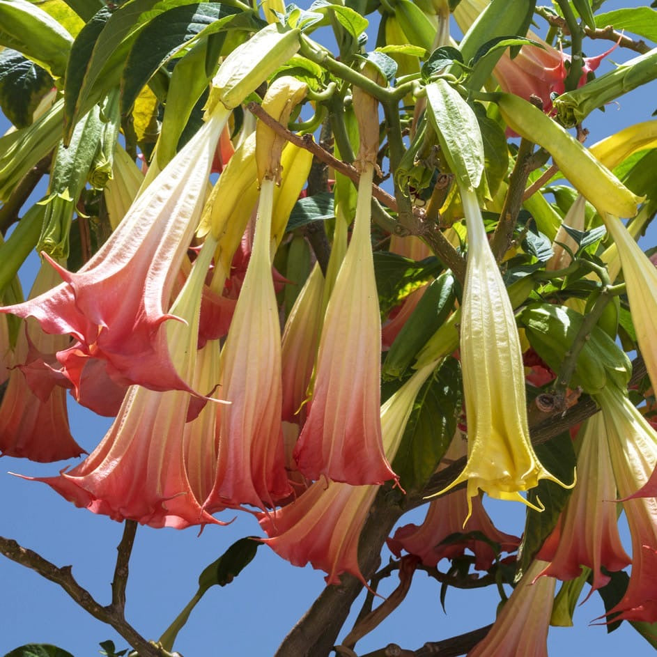 Trompeta ingerilor roz - Brugmansia arborea, flori parfumate, exemplare XL