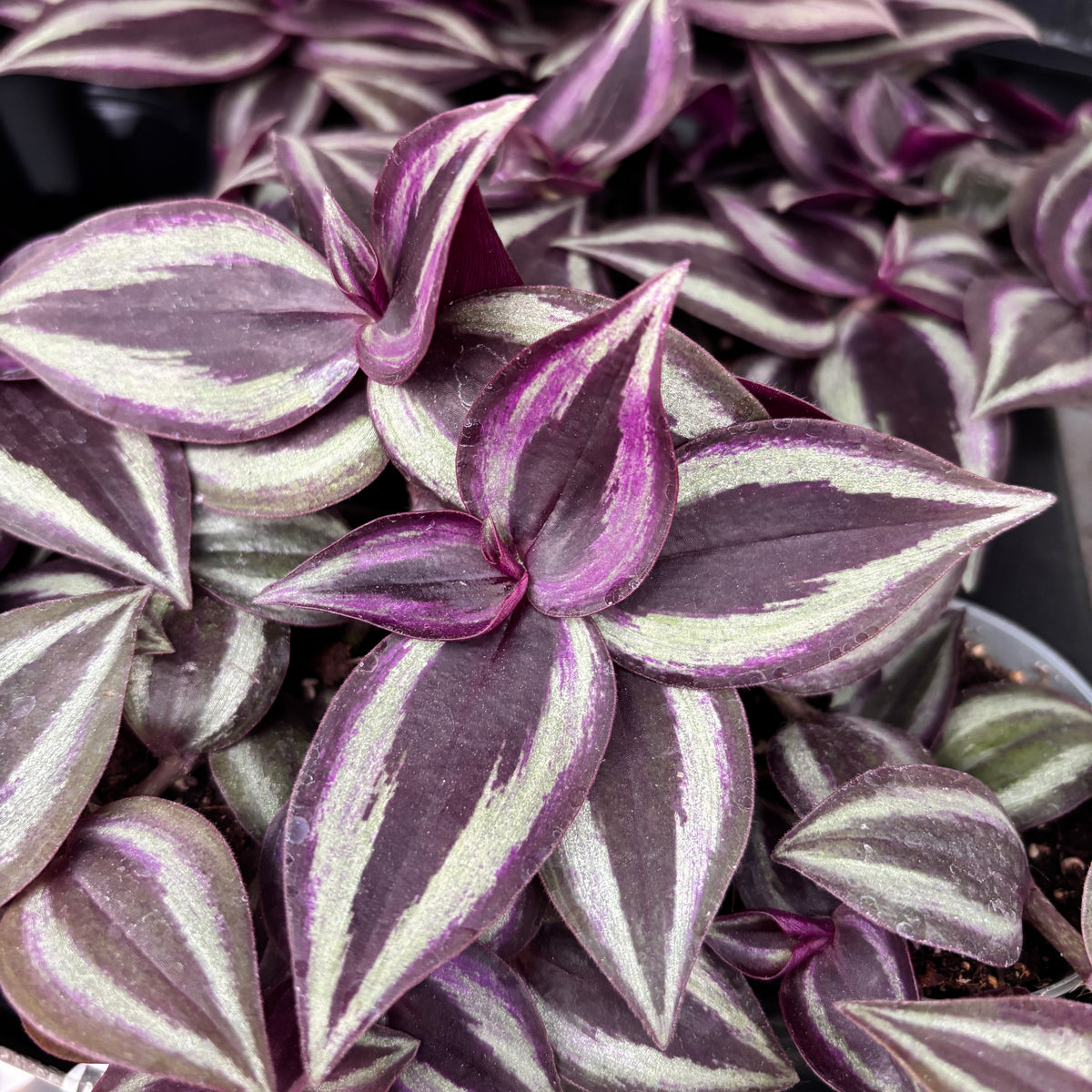 Tradescantia zebrina 'Purpusii Purple Joy' (babyplant)