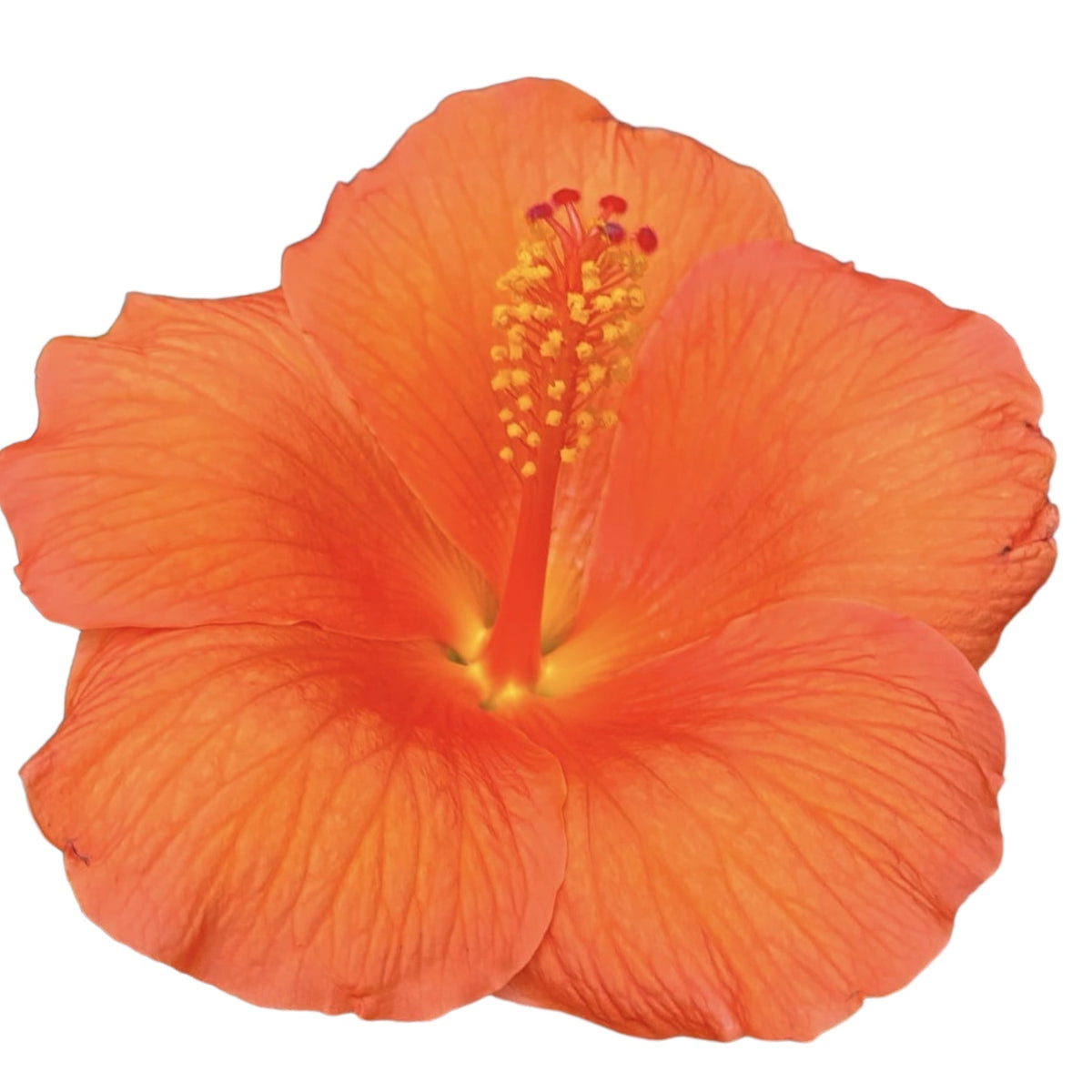 Hibiscus rosa-sinensis 'Sunny Torino' (trandafir japonez) - flori XL