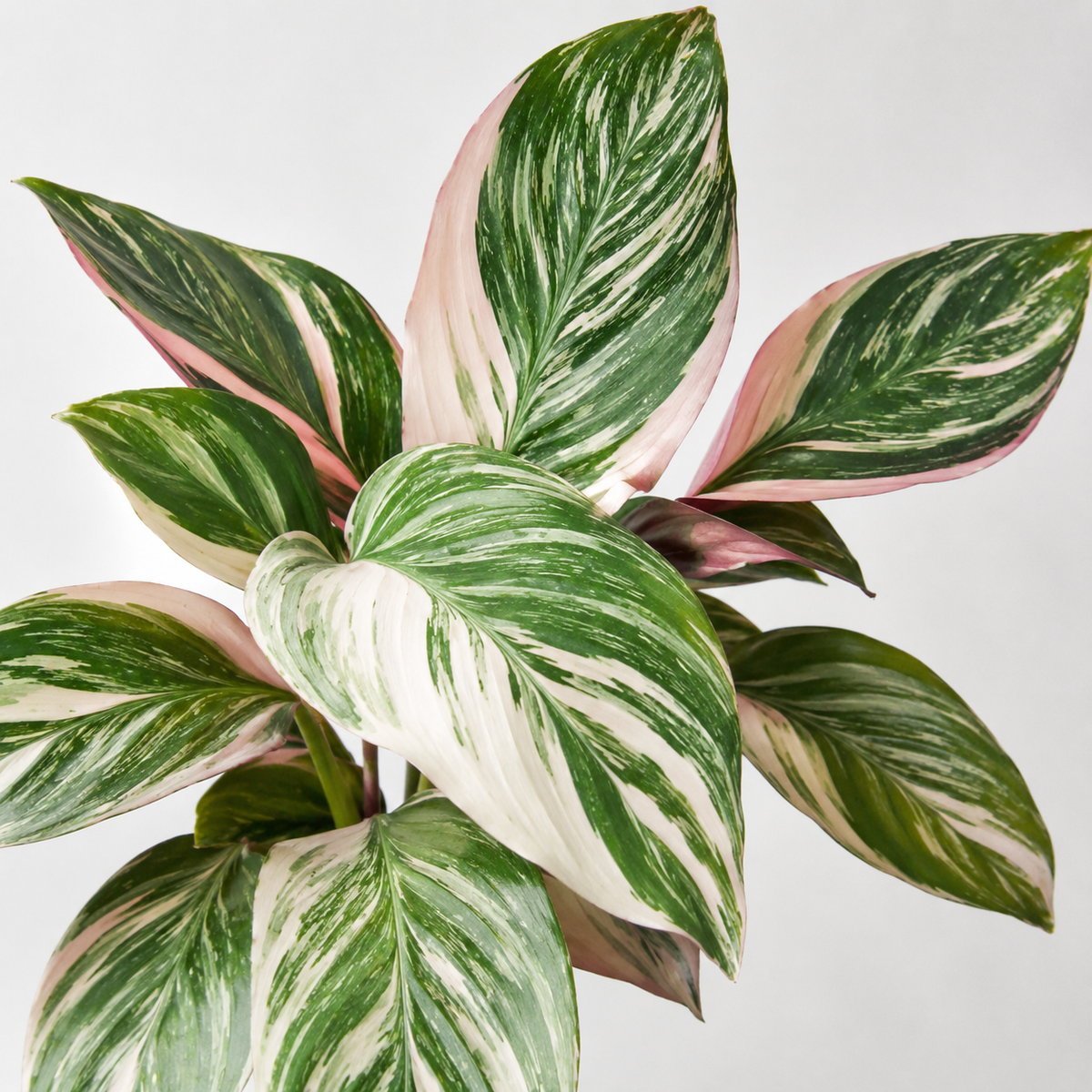 Calathea 'Glaza' (baby plant)