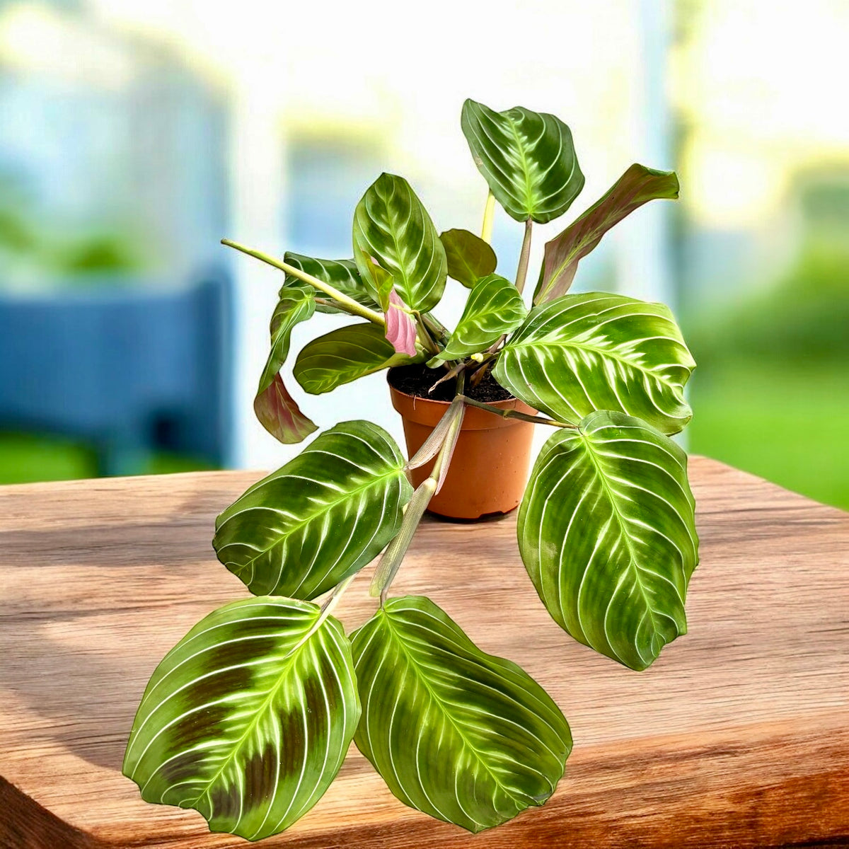Maranta leuconeura ‘Dark Form’ – planta care se roaga, cu frunze catifelate si desen spectaculos