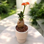 Jatropha podagrica (Ventre de Bouddha)