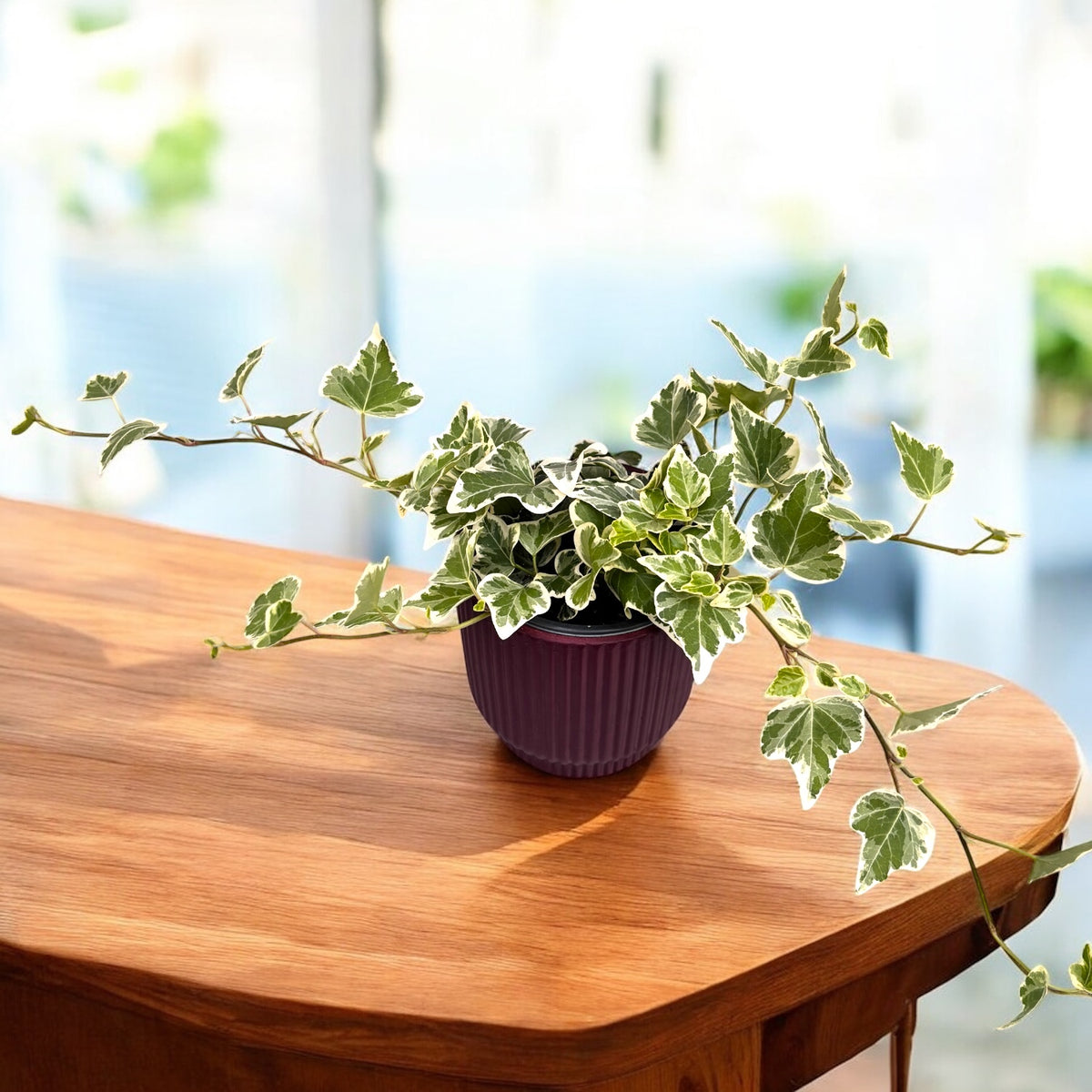 Iedera bicolora - Hedera 'White Wonder'