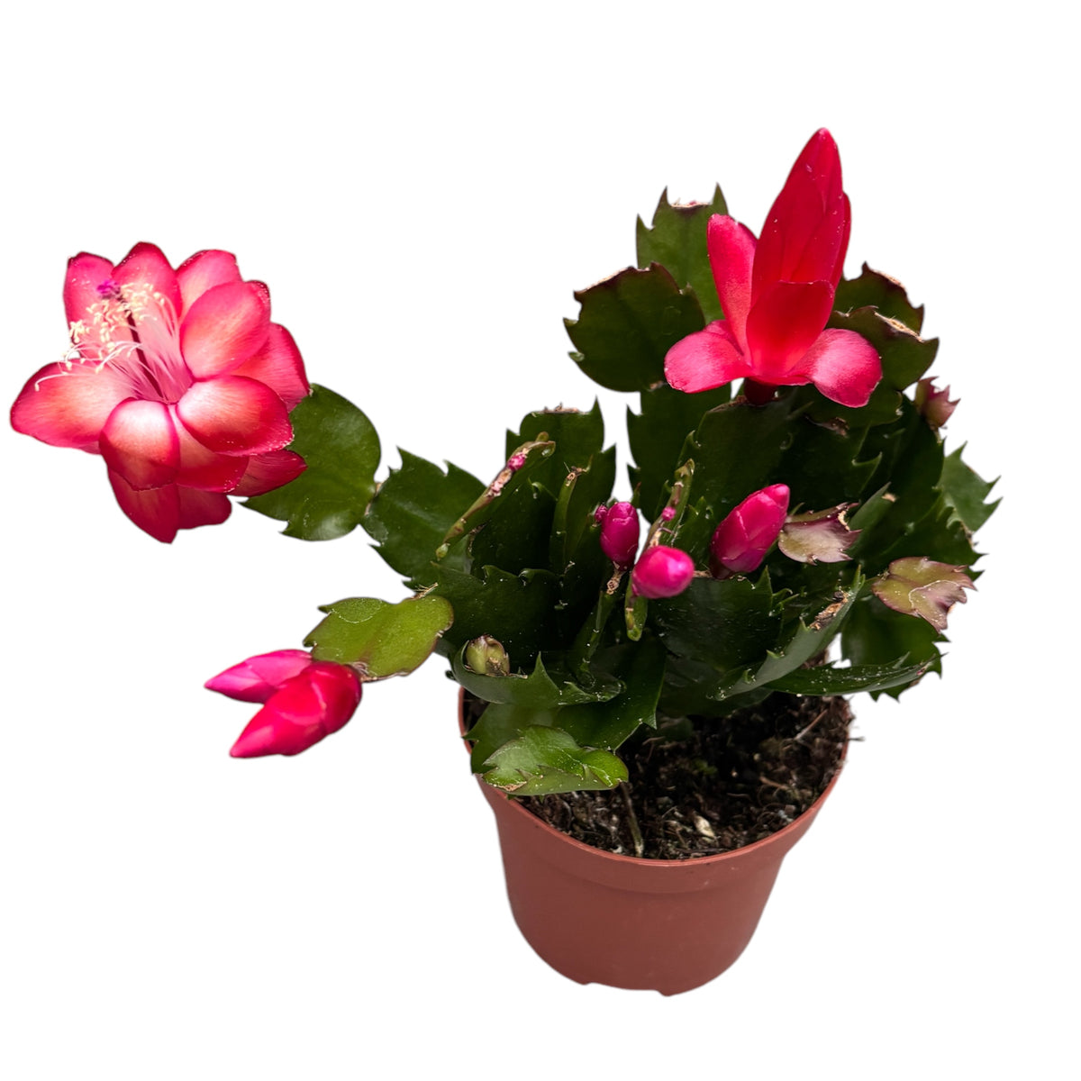 Schlumbergera ‘Red Brazil’ (red Christmas cactus) 2pp