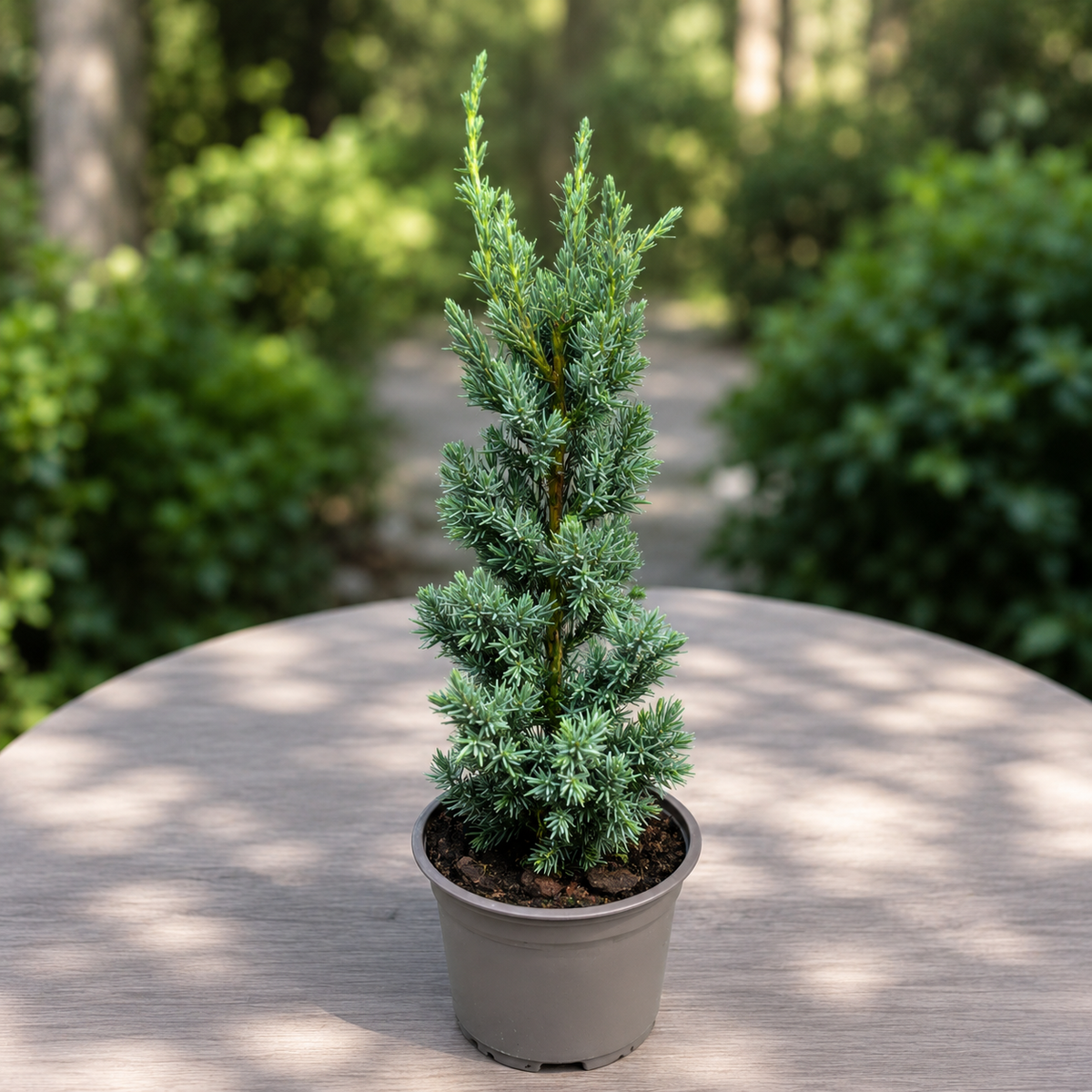 Juniperus squamata 'Meyeri' - blue juniper