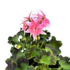 Muscate stelate roz - Pelargonium Fireworks 'Pink'