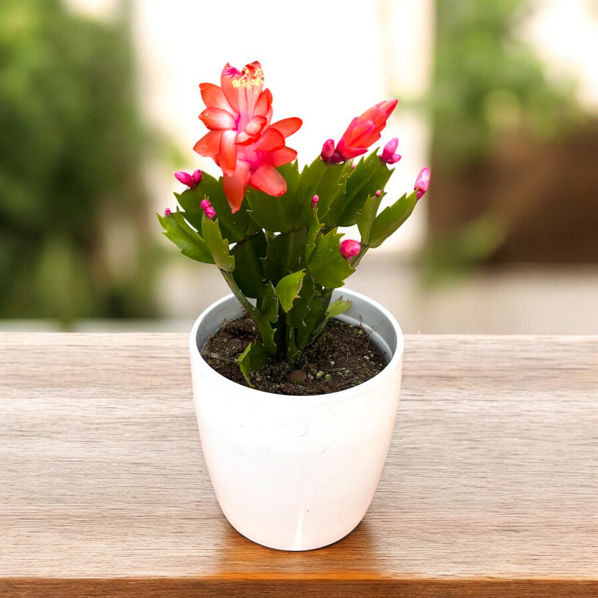 Schlumbergera ‘Orange Flame’ (Orange Christmas Cactus) 2pp