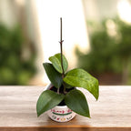 Hoya verticillata 'Wayang Splash'