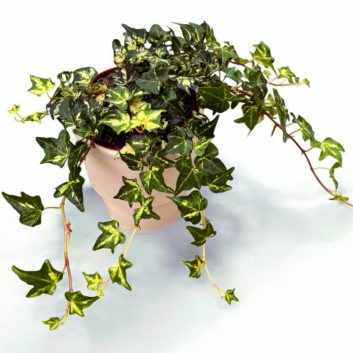 Hedera helix ‘Golden Jytte’ - iedera cu frunze variegate