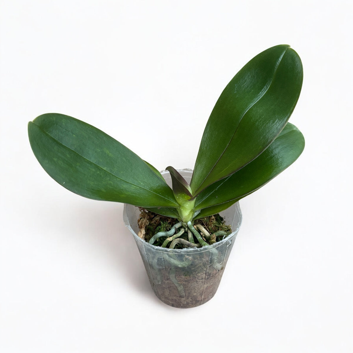 Phalaenopsis Jungo Candy - fragrant