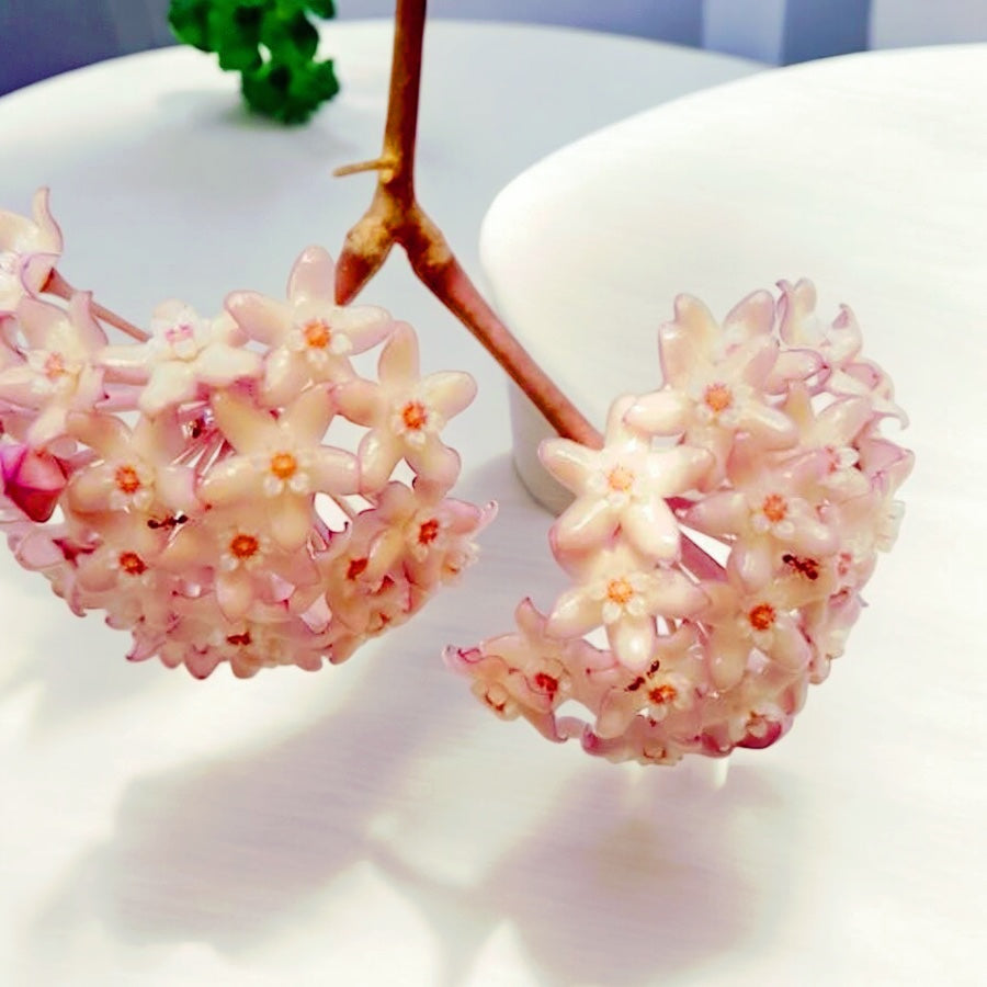 Hoya macrophylla 'Pot of Gold' (Variegata)