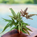 Pteris quadriaurita 'Tricolor' (Painted Brake Fern) - exotic fern with tricolor foliage, ideal for indoors