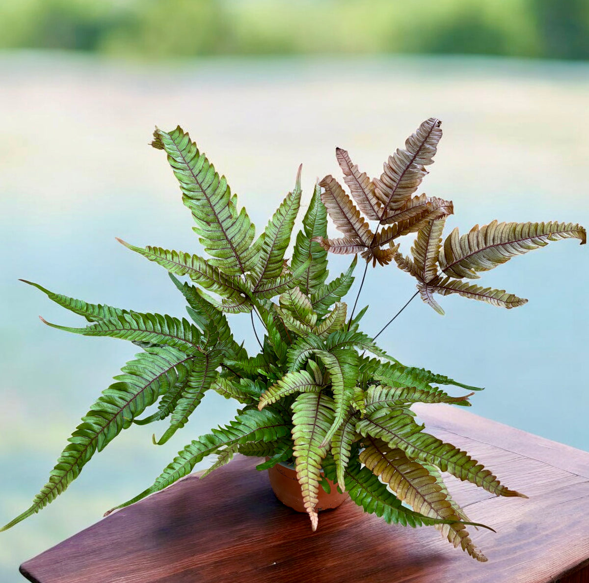 Pteris quadriaurita 'Tricolor' (Painted Brake Fern) - exotic fern with tricolor foliage, ideal for indoors