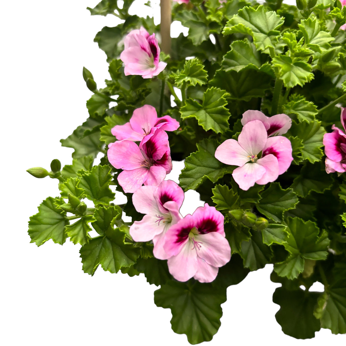 Muscate antitantari  - Pelargonium 'Angel Daisy’