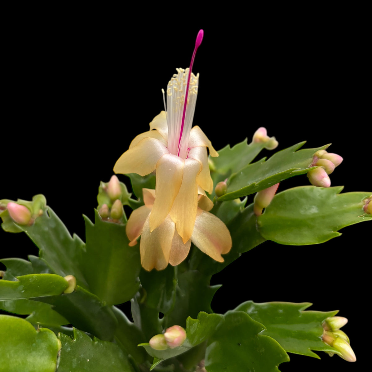 Schlumbergera ‘Limelight Dancer' (Yellow Christmas Cactus)