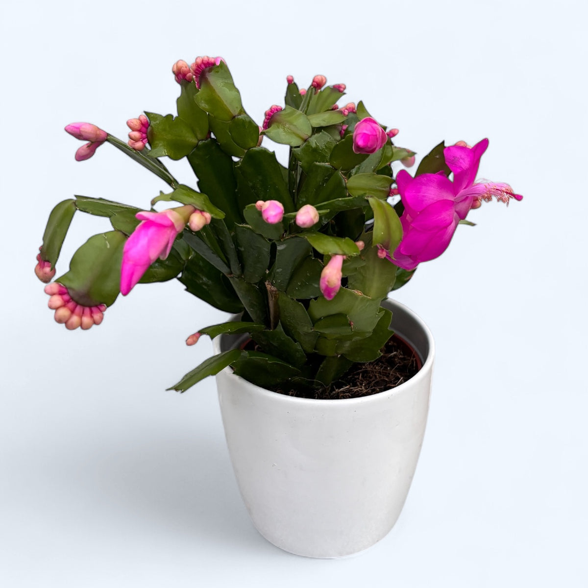 Pink Christmas cactus - Schlumbergera ‘Cyber Dancer'
