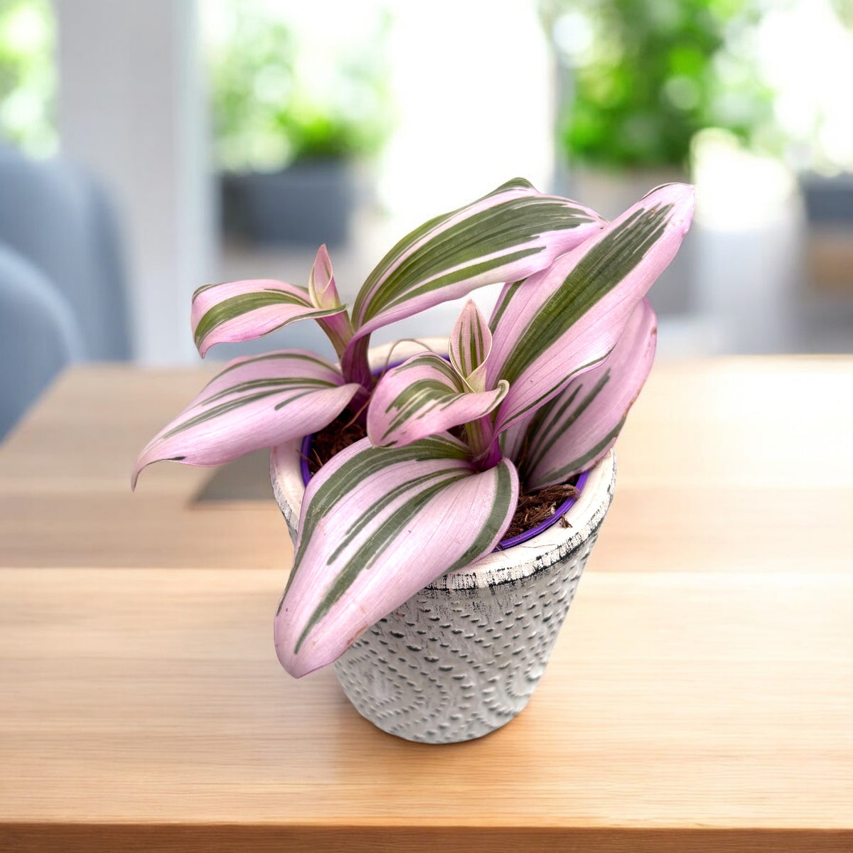 Tradescantia albiflora 'Nanouk' D5 - babyplant