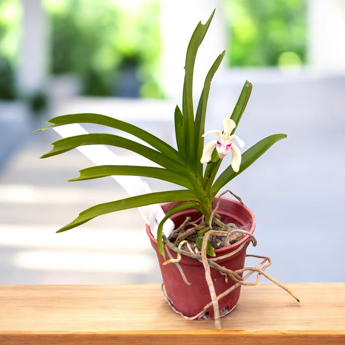 Vanda pumila - specie compacta si parfumata