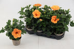 Hibiscus rosa-sinensis 'Bombay'