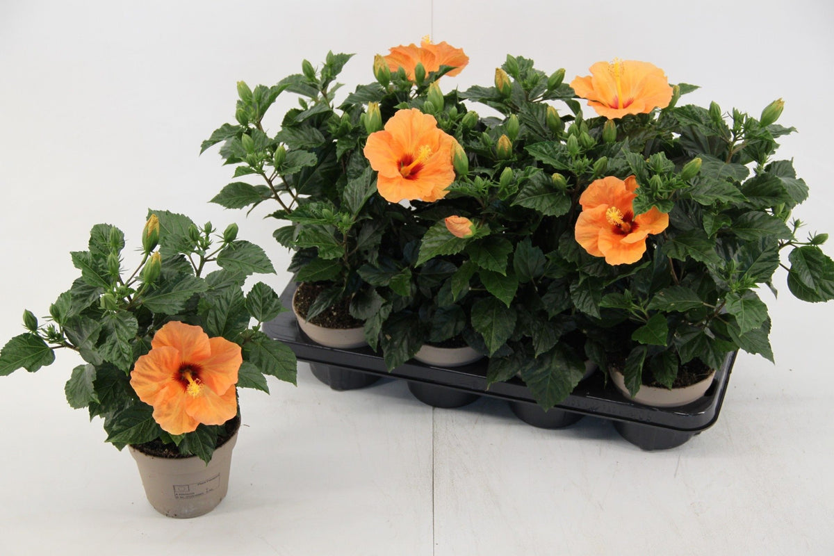 Hibiscus rosa-sinensis 'Bombay'